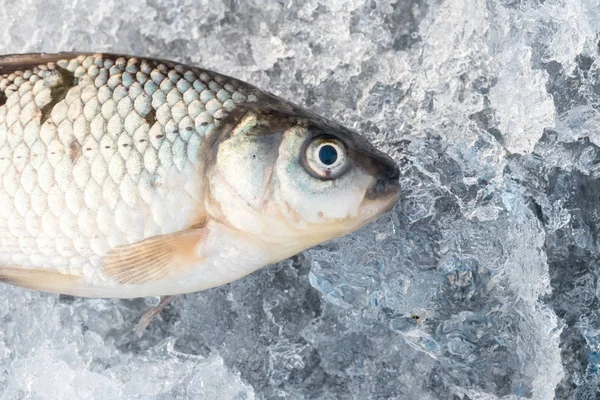 Nyfångad Fisk Vintern Natur Bakgrund Det Frusna Vattnet Abstrakta Arktiska — Stockfoto