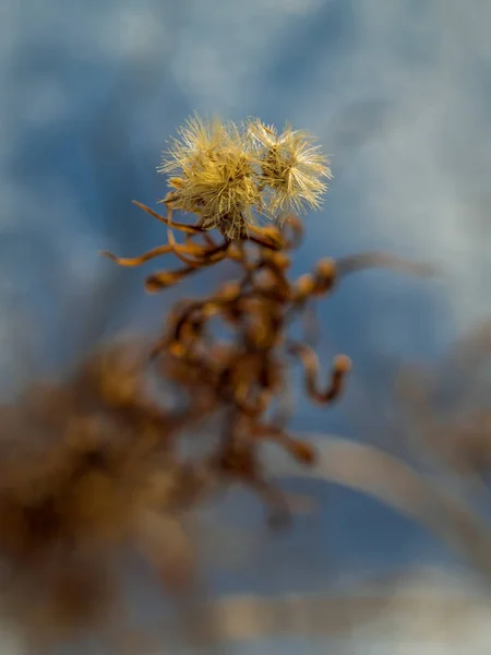 Muitas Plantas Flores Prado Secas Neve Campo Prado Inverno Natureza — Fotografia de Stock