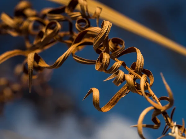 Много Сухих Лугов Цветы Растения Поле Снег Луг Зимой Абстрактный — стоковое фото