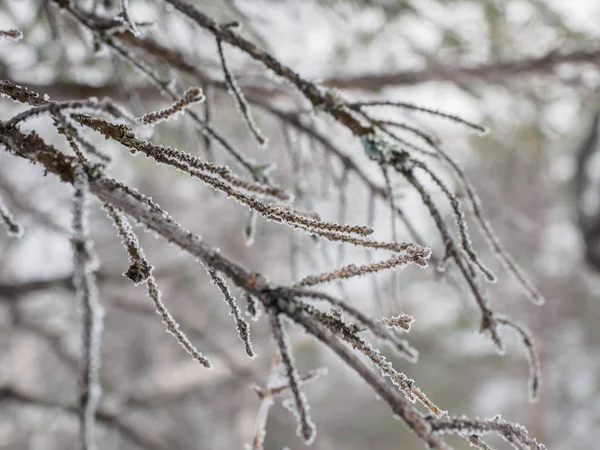 Перший Мороз Дерева Взимку Вкритий Снігом Гілки Дерев Крупним Планом — стокове фото