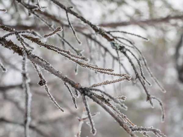 Primera Helada Árbol Invierno Cubierto Nieve Ramas Árboles Primer Plano — Foto de Stock