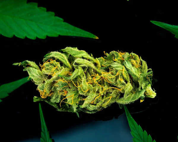 大麻芽特写在黑色背景 宏观大麻 选择性对焦 复制空间 — 图库照片
