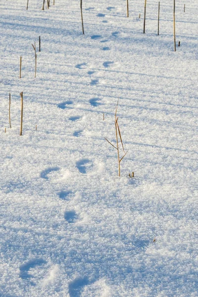 Traces of a hare in the snow. hunting season is open. search for prey hunter on the trail. tracing animals in the winter on the tracks in the snow — Stock Image Traces Hare Snow Hunting Season Open Search Prey Hunter Trail Royalty Free Stock Photos