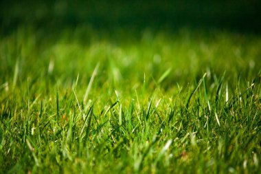 Natural Green lawn background with selective focus. Grass clippi