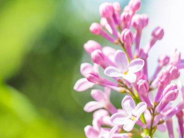 Çiçek açan leylak mor çiçekler, seçici odak. Leylak Dalı 