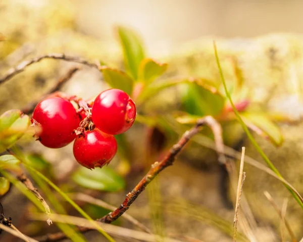 Cowberry ( Vaccinium vitis-idaea, Lingonberry, Partridgeberry). — Foto de Stock