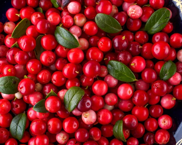 Bakgrund av Vaccinium Vitis-idaea (lingonbär, partridgeberry — Stockfoto