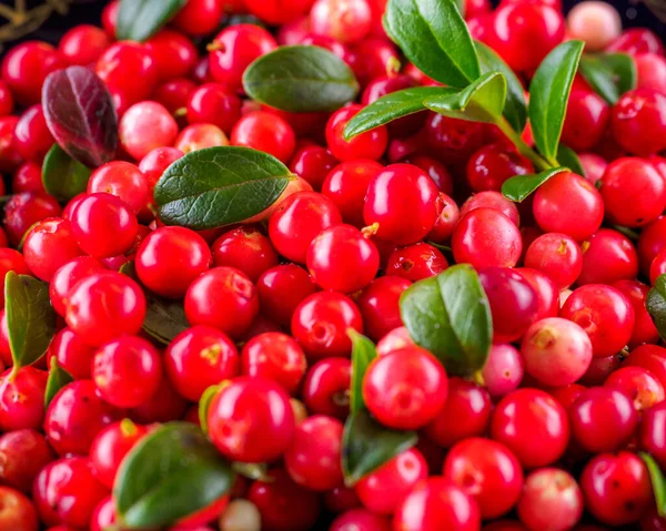 Background of Vaccinium vitis-idaea (lingonberry, partridgeberry — Stock Photo, Image