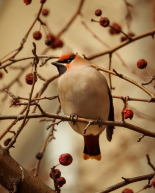 Bohem Waxwing, Bombycilla Garrulus, kırmızı böğürtlenlerle beslenen kuşların yakın plan portresi. Yumuşak bahar kış ışığı, gri arkaplan.