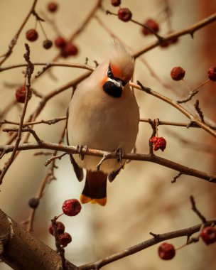 Bohem Waxwing, Bombycilla Garrulus, kırmızı böğürtlenlerle beslenen kuşların yakın plan portresi. Yumuşak bahar kış ışığı, gri arkaplan.