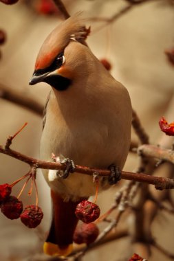 Bohem Waxwing, Bombycilla Garrulus, kırmızı böğürtlenlerle beslenen kuşların yakın plan portresi. Yumuşak bahar kış ışığı, gri arkaplan.