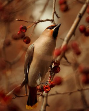 Bohem Waxwing, Bombycilla Garrulus, kırmızı böğürtlenlerle beslenen kuşların yakın plan portresi. Yumuşak bahar kış ışığı, gri arkaplan.