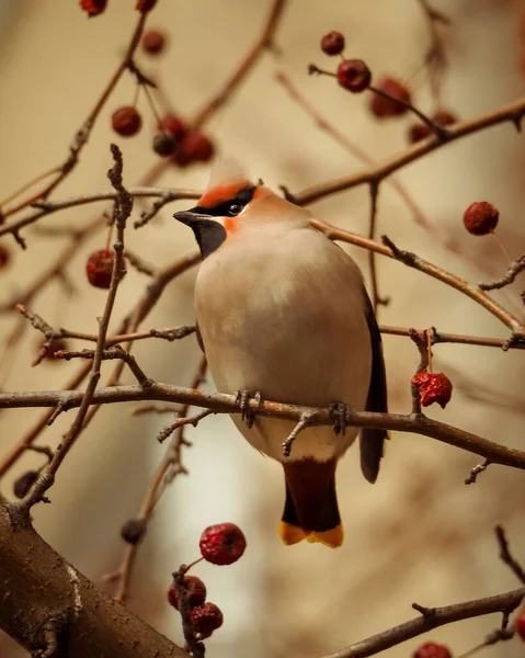 Bohemian Waxwing Bombycilla Garrulus Close Portrait Birds Feeding Red Berries — Stock Photo, Image