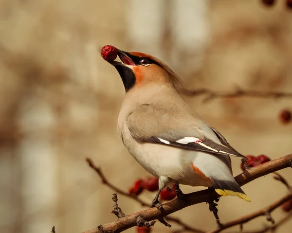 Bohemian Waxwing Bombycilla Garrulus Close Portrait Birds Feeding Red Berries — Stock Photo, Image