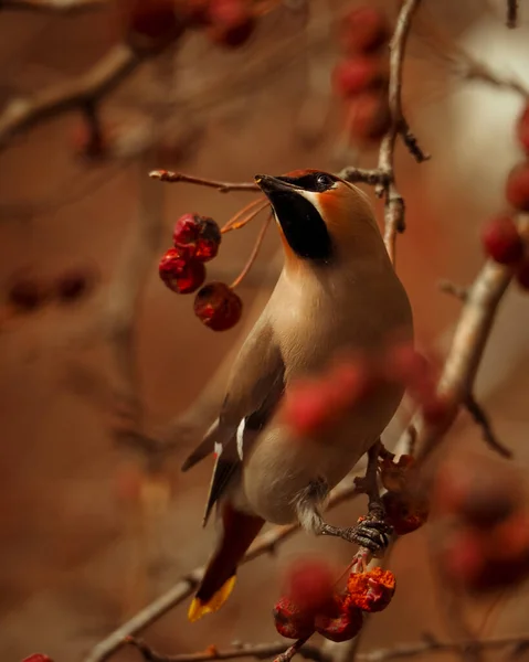 Bohemian Waxwing Bombycilla Garrulus Close Portrait Birds Feeding Red Berries — Stock Photo, Image