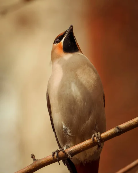 ボヘミアン ワクシング ボンビシラ ガラス くちばしで赤い果実を食べる鳥のクローズアップ肖像 柔らかい春の冬の光 灰色の背景 — ストック写真