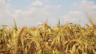 Altın buğday tarlası