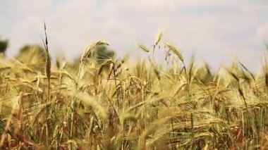 Altın buğday tarlası