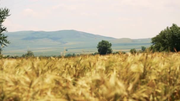Золотий пшенична сфера — стокове відео