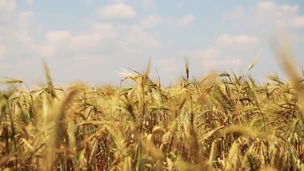 Campo de trigo dourado — Vídeo de Stock