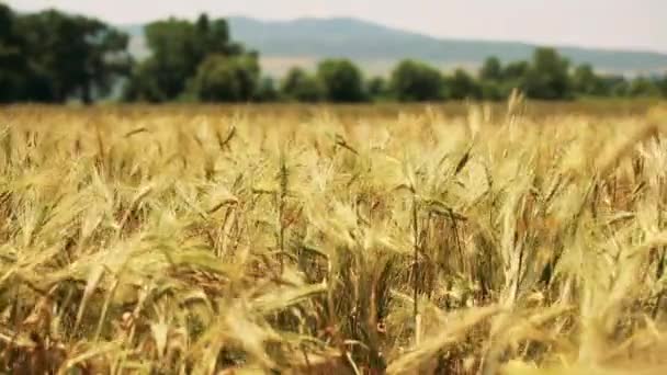 Campo de trigo dorado — Vídeos de Stock