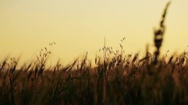 Altın buğday tarlası