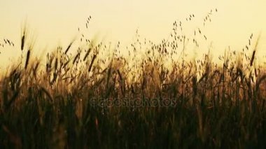 Altın buğday tarlası