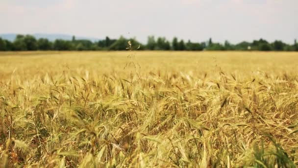 Gouden tarweveld — Stockvideo