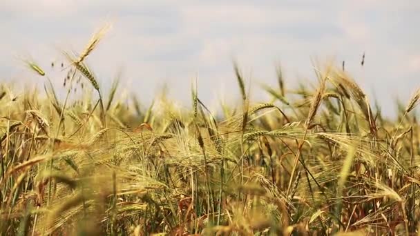 Campo di grano dorato — Video Stock