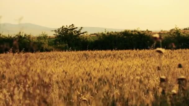 Campo de trigo dorado — Vídeos de Stock