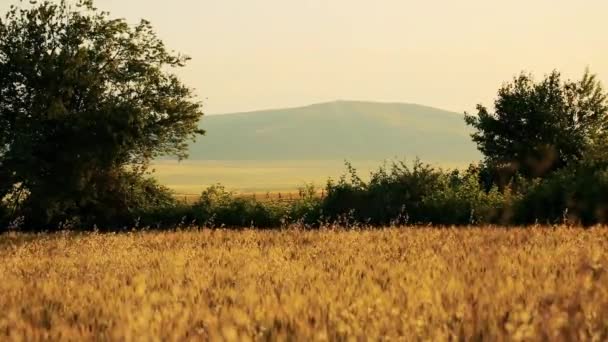 금밀 밭 — 비디오