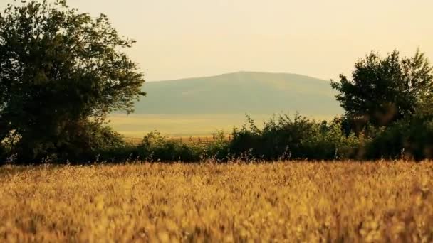 Campo de trigo dorado — Vídeos de Stock