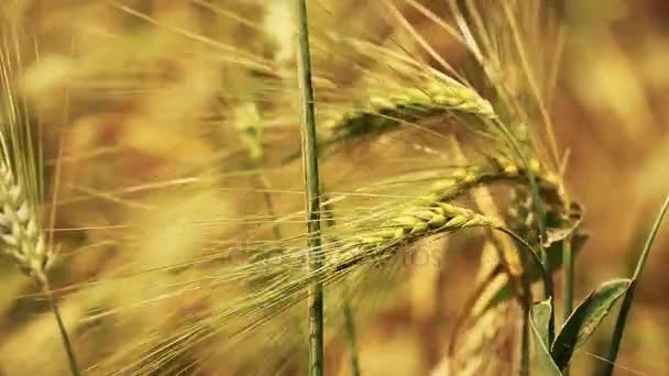 Pole pszenicy złotej — Wideo stockowe