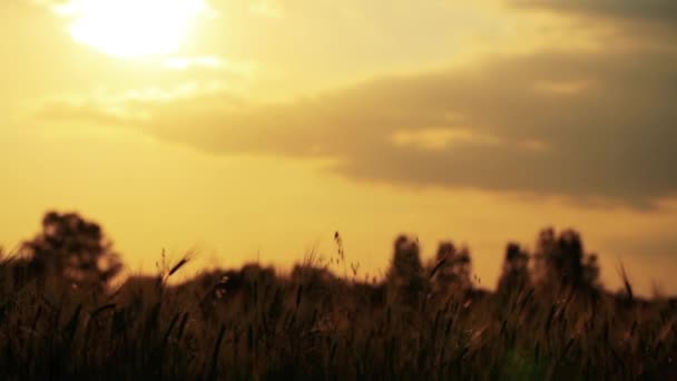 Zlaté pšeničné pole — Stock video