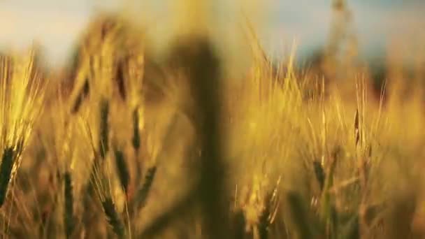 Golden Wheat Field — Stock Video