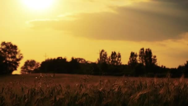 Campo di grano dorato — Video Stock