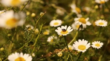 bir böceği üzerinde papatya