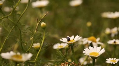 bir böceği üzerinde papatya