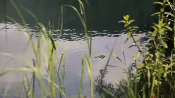 Lago e floresta — Vídeo de Stock