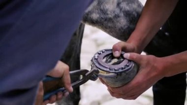 kırpma, temizlik, şekillendirme ve aşırı tek doku at nalı hooves demirci dükkanında bıçak kullanarak kapalı kesme. At horseshoeing at nalı maker. Azerbaycan