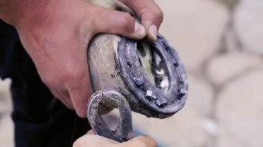 kırpma, temizlik, şekillendirme ve aşırı tek doku at nalı hooves demirci dükkanında bıçak kullanarak kapalı kesme. At horseshoeing at nalı maker. Azerbaycan