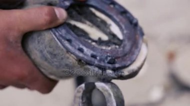 kırpma, temizlik, şekillendirme ve aşırı tek doku at nalı hooves demirci dükkanında bıçak kullanarak kapalı kesme. At horseshoeing at nalı maker. Azerbaycan