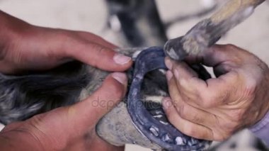 kırpma, temizlik, şekillendirme ve aşırı tek doku at nalı hooves demirci dükkanında bıçak kullanarak kapalı kesme. At horseshoeing at nalı maker. Azerbaycan