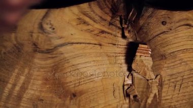 Luthier maker atölye ve klasik müzik aletleri müzik aletleri - tar - Ulusal Azeri müzik aleti yapma. Test ve eski müzik aleti işçiliği. Luthier çalışma.