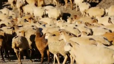 Hareketli koyun sürüsü. Flock Of koyun ile çalışan dağ manzarası. Köyün dışında çoban. Hayvan otlatma. Azerbaycan.