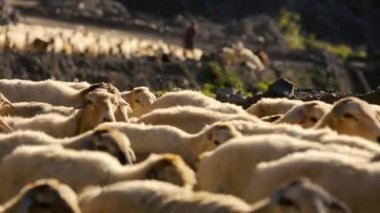 Hareketli koyun sürüsü. Flock Of koyun ile çalışan dağ manzarası. Köyün dışında çoban. Hayvan otlatma. Azerbaycan.