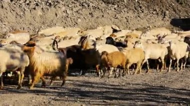 Hareketli koyun sürüsü. Flock Of koyun ile çalışan dağ manzarası. Köyün dışında çoban. Hayvan otlatma. Azerbaycan.