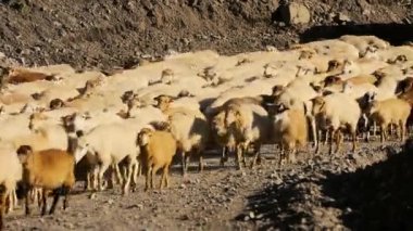 Hareketli koyun sürüsü. Flock Of koyun ile çalışan dağ manzarası. Köyün dışında çoban. Hayvan otlatma. Azerbaycan.