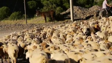 Hareketli koyun sürüsü. Flock Of koyun ile çalışan dağ manzarası. Köyün dışında çoban. Hayvan otlatma. Azerbaycan.