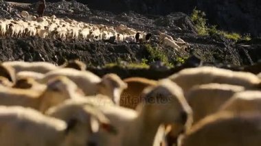 Hareketli koyun sürüsü. Flock Of koyun ile çalışan dağ manzarası. Köyün dışında çoban. Hayvan otlatma. Azerbaycan.